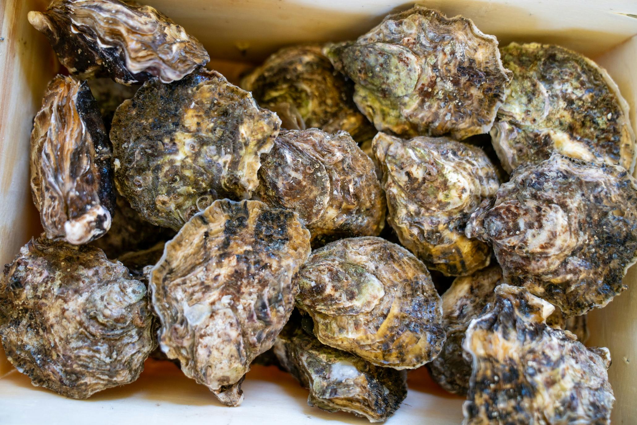 This close-up image displays a wooden crate tightly packed with fresh oysters, showcasing their rugged, textured shells. The shells feature a complex palette of earthy browns, grays, and creams, highlighting the natural, uneven surfaces characteristic of freshly harvested shellfish.