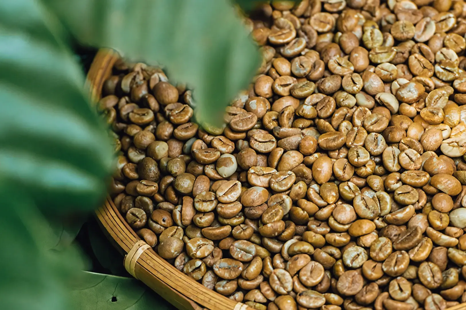 Top-down, close-up shot of a shallow woven basket filled with unroasted robusta coffee beans, with out-of-focus green leaves partially framing the scene; natural light emphasizes the uneven shapes, earthy brown-green tones, and matte textures of the beans, showcasing the raw ingredients commonly used in traditional kopi roasting.